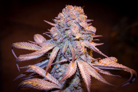 Purple TrainWreck