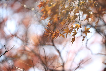 Autumnal landscape of Suizawa maple valley in the Mie Prefecture of Japan