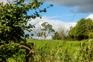 The countryside of Beckington village in the county of Somerset counts several fields in a lovely setting, here with an odd shaped tree as background.
