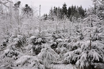 Junge schneebedeckte Fichten und Bäume, Wintermärchen