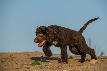 Photo of puppy water portugal dog who is running in desert. Amazing autumn photo workshop.
