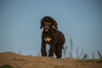 Summer portrait of brown puppy Purtugal water dog. He is so cute  and beutiful in the sand.