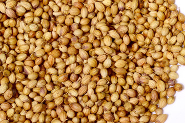 Coriander seeds and Powdered coriander on green background