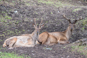 Two red deer with horns rest at the foot of the mountain.