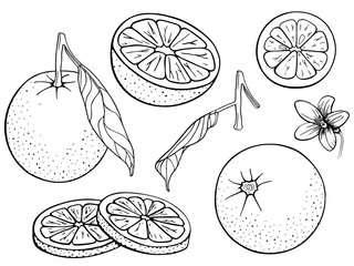 Oranges (mandarin, clementine, tangerine). Set fruits citrus. Whole orange, slice, cut pieces, lobule, flower, plant leaves. Vector illustration Isolated on white background. Drawn freehand. Coloring