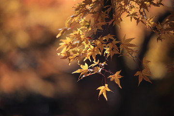 Autumnal landscape of Suizawa maple valley in the Mie Prefecture of Japan