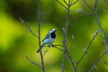White wagtail sitting on a branch