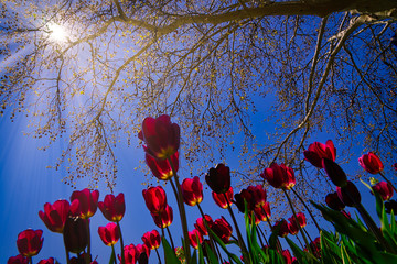 Bunte Tulpen im Frühling