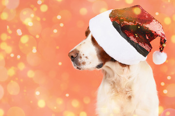Portrait of a dog in a Santa hat against the background of Christmas decor. bokeh lights.