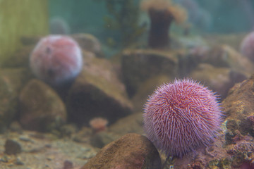 Red sea urchin in the ocean