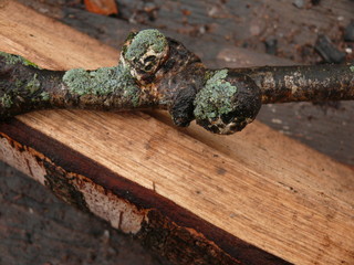 dry tree branch with growths on the background of a wooden bar.