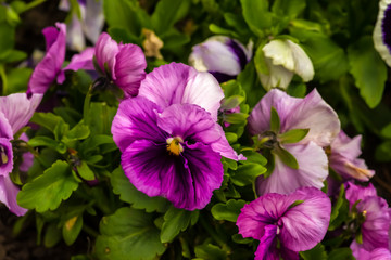 Pansy Patch