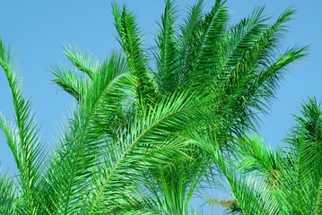 The tops of aloe palm trees, with green branches under a blue sky.