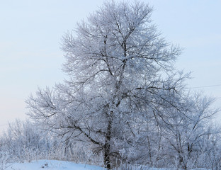 Fototapeta na wymiar A branching tree covered with frost on the edge of the forest