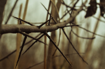branch