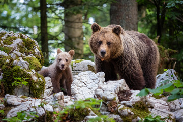 Brown Bear Family