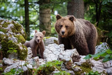 Fototapeten Brown Bear Family © Mauro