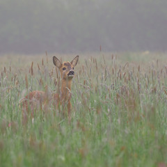 Young deer