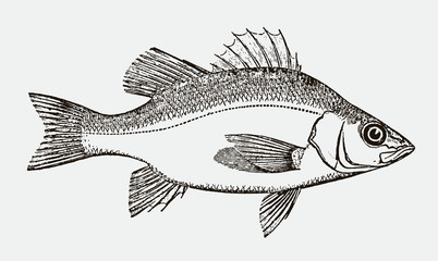 White perch morone americana, after antique engraving from 19th century