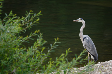 Grey Heron