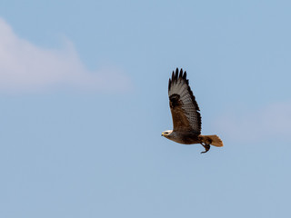 flying eagle