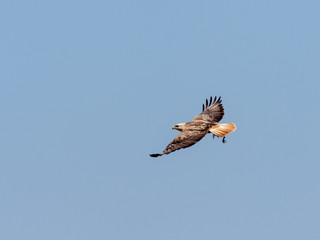 flying eagle