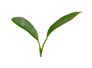 Lemon leaves isolated on white background. Branch of citrus leaf. Part of tropical plant. Top view.