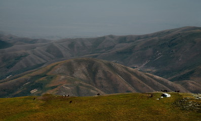Central Asia. Kyrgyzstan. Freely grazing herds of horses in the Eastern part of the Pamir tract on...