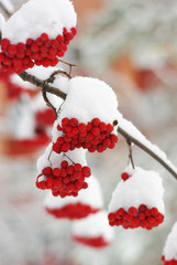 Rowan winter berries under the snow cap