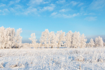 Scenery. Trees in hoarfrost in a white field against a blue sky with clouds.