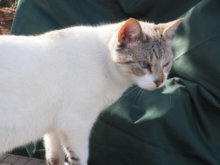  cat doing daily actions photographed up close