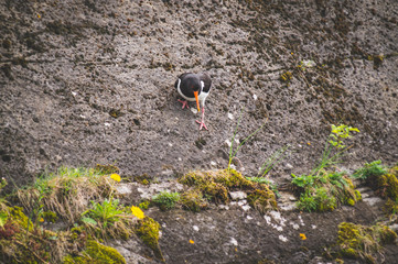 bird sliding down a wall