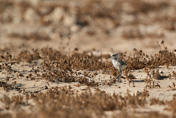 The Kentish plover chick on dry grasses, Bahrain 