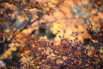 Autumnal landscape of Suizawa maple valley in the Mie Prefecture of Japan