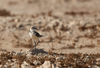 The Kentish plover guarding its check, Bahrain 