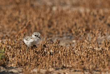 The Kentish plover chick on dry grasses, Bahrain 