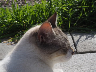  cat doing daily actions photographed up close