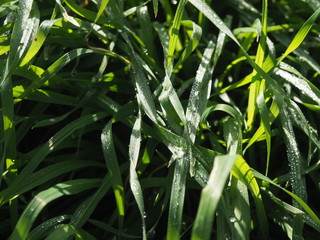  water drops on thin grass
