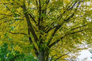 Fall Leaves And Branches