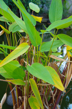 Thalia geniculata or bent alligator-flag green plant foliage