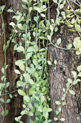Dischidia singularis green liana plant at tree vertical