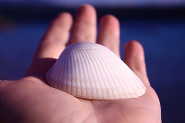 A large white seashell in hand