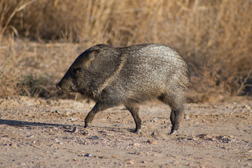 Peccary/Javelina
