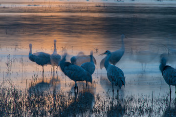 Sandhill Cranes Long Exposure