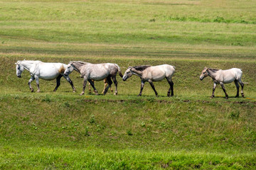 Obraz na płótnie Canvas four adult horses are walking through the green hilly terrain
