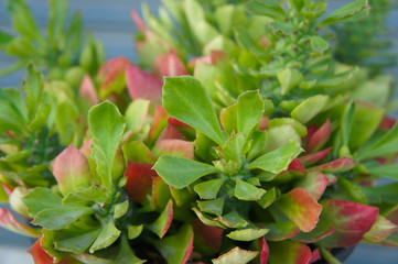 Monadenium succulentum euphorbia green and red plant 