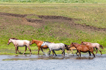 walking along the shoreline horses of different colors on the water
