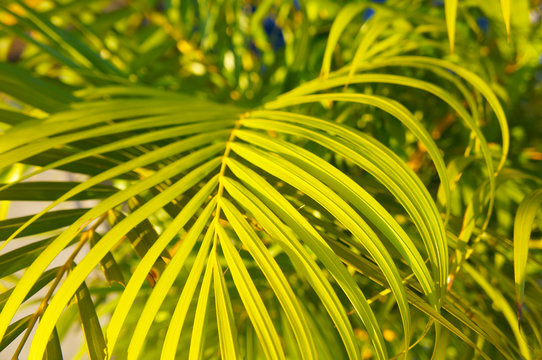 Bamboo palm or chamaedorea seifrizii green leaves