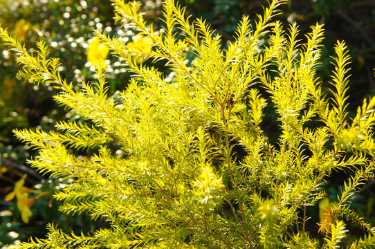 Melaleuca bracteata revolution gold or black tea-tree shrub 