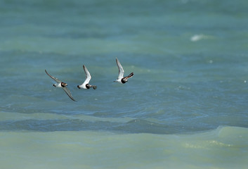 Ruddy turnstone in flight, Bahrain 